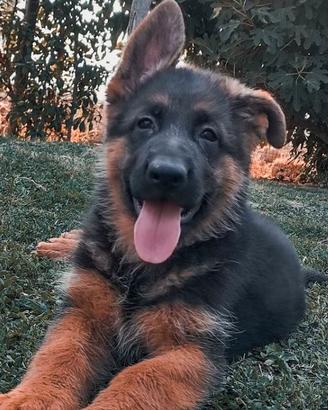 Cuccioli di pastore tedesco da allevamento
