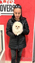 Mini pomerania femmina bianca linee americane