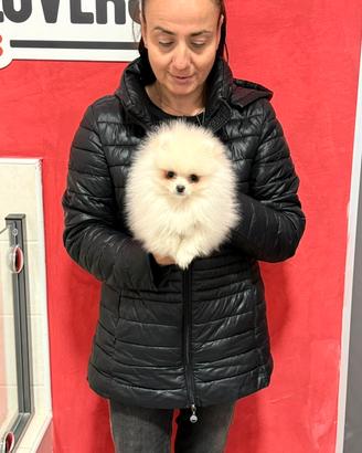 Mini pomerania femmina bianca linee americane
