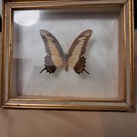 TECA IN VETRO X FARFALLA ESOTICA 