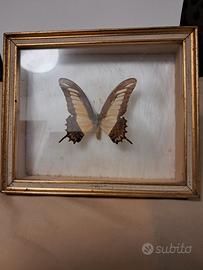 TECA IN VETRO X FARFALLA ESOTICA 