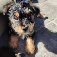 Cuccioli taglia piccola