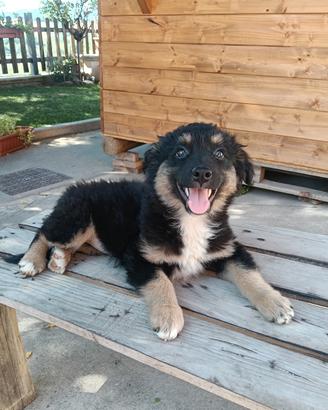 cucciolo Australian shepherd 