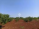 ter-agricolo-a-polignano-a-mare