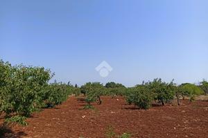 TER. AGRICOLO A POLIGNANO A MARE