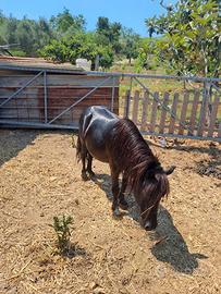 Pony