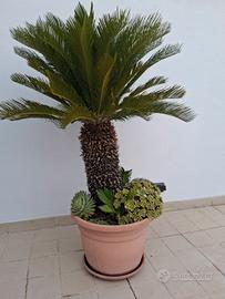 cycas 2