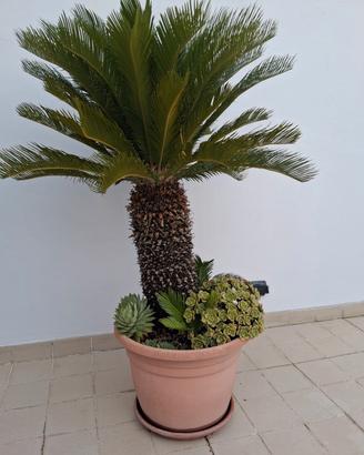 cycas 2