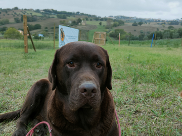 Labrador chocolate per monta