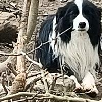 Border Collie Adulti Maschi Pedigree adozione