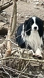 Border Collie Adulti Maschi Pedigree adozione