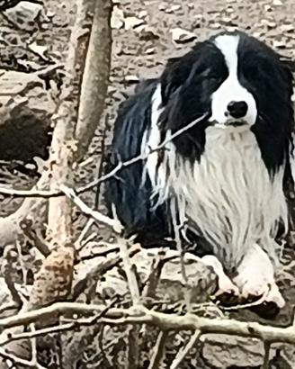 Border Collie Adulti Maschi Pedigree adozione