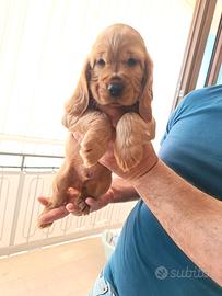 Cocker spaniel
