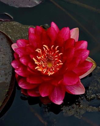 Piante acquatiche per laghetti