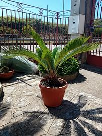 pianta Cycas come da foto