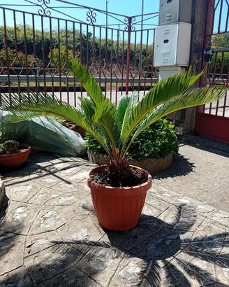 pianta Cycas come da foto