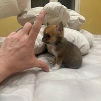 Chihuahua femmina bianco o marrone mini Toy