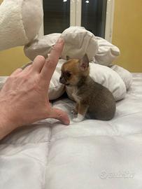 Chihuahua femmina bianco o marrone mini Toy