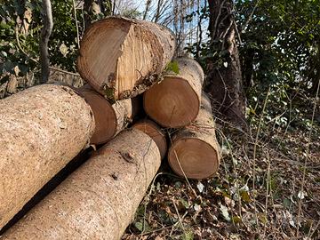 Tronchi di abete