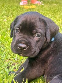 Cuccioli Cane Corso
