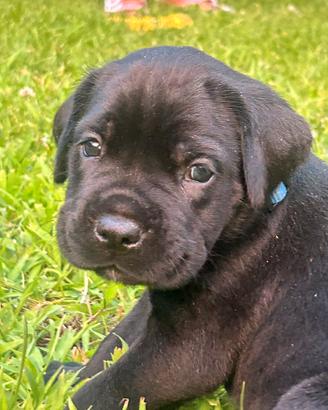 Cuccioli Cane Corso