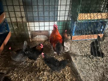 Gallo e galline Marans