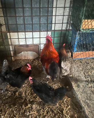 Gallo e galline Marans