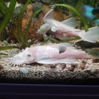 Pulitore acquario tropicale ANCISTRUS L144