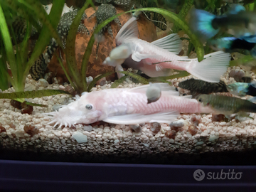 Pulitore acquario tropicale ANCISTRUS L144