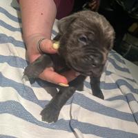 Cane corso