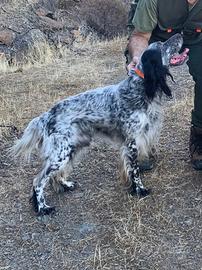 Setter Inglese