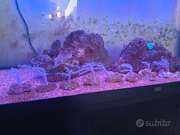 Acquario