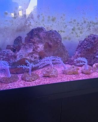 Acquario