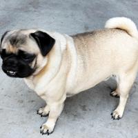 Carlino per accoppiamento-monta