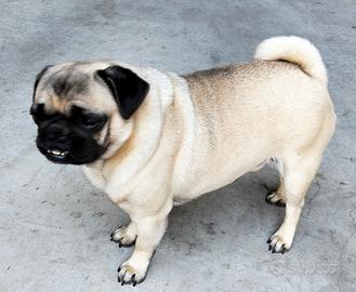 Carlino per accoppiamento-monta