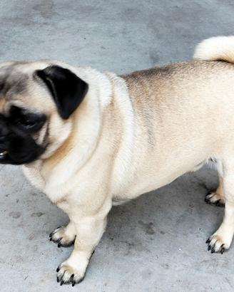 Carlino per accoppiamento-monta