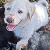 Jannik, cucciolo dolce e monello aspetta casa sua