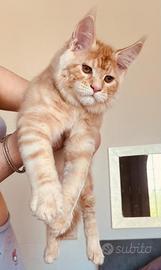 Allevamento AUTORIZZATO gatti Maine Coon