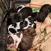 Cuccioli di working cocker spaniel