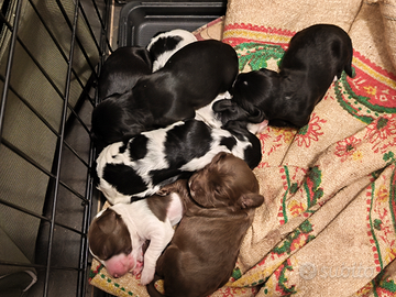 Cuccioli di working cocker spaniel