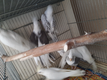 Calopsiti faccia bianca