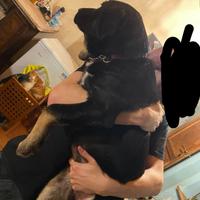 Cuccioli taglia grande