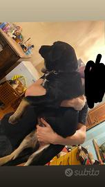 Cuccioli taglia grande