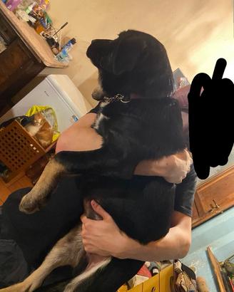 Cuccioli taglia grande