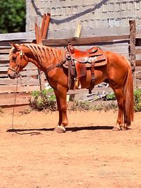 Haflinger x quarter