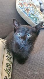 Cucciolo di Gatto nero