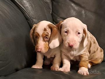 Femmine di bassotto nano