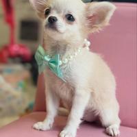 Chihuahua femmina Husky Markings