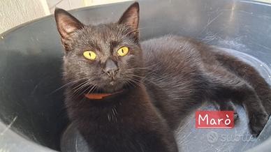 Magda gattina 6 mesi