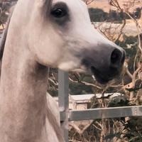 Purosangue arabo 3 anni - pedigree eccezionale